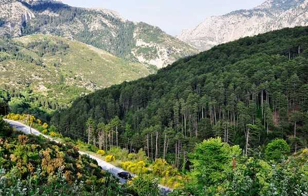 Forest of Vassiliki south of P. Illias