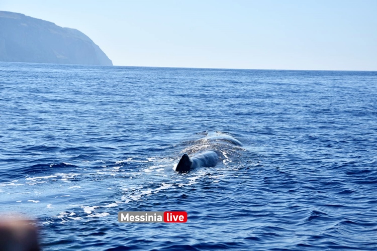 Φάλαινα φυσητήρας 20 μέτρων στη Μάνη! - Messinia Live